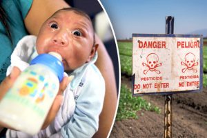 Zika HOAX Exposed by South American Doctors: Brain Deformations Caused by Larvicide Chemical Linked to Monsanto  Humans Are Free