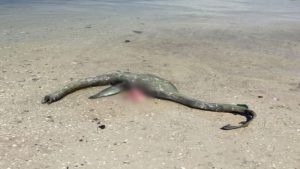 Mysterious sea creature washes ashore in St. Simons Island