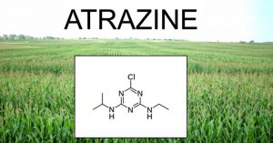 In 1998, the largest chemical company in the world, Syngenta, asked Dr. Tyrone Hayes to study if its top-selling product, weedkiller Atrazine, interfered with hormones. Hayes explained how after exposure to atrazine, frogs that were genetic males became c