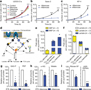 Mannose impairs tumour growth and enhances chemotherapy  Nature