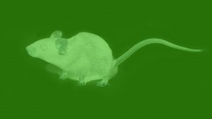 Nanoparticles Enable Mice to See in Infrared  NOVA  PBS  NOVA  PBS