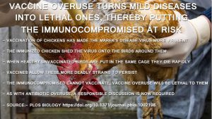 Study - Vaccination of chickens turns mild viruses into lethal ones, the vaccinated shed the virulent strains which then kill all unvaccinated birds in the same cage - This is why vaccine overuse poses a deadly threat to the immunocompromised, the same mistakes are being made as with antibiotics - conspiracy