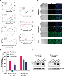 Remdesivir and chloroquine effectively inhibit the recently emerged novel coronavirus (2019-nCoV) in vitro  Cell Research