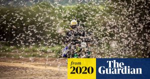 Second wave of locusts in east Africa '20 times worse', says UN  Global development  The Guardian