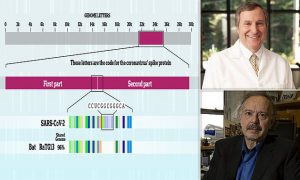 Genome sequencing almost certainly proves COVID was deliberately made in a lab, US experts claim  Daily Mail Online