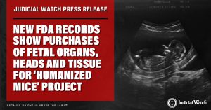 Judicial Watch: New FDA Records Show Purchases of Fetal Organs, Heads and Tissue for &lsquo;Humanized Mice&rsquo; Project  Judicial Watch