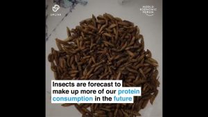 WEF - Eat Bugs - YouTube