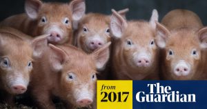 First human-pig 'chimera' created in milestone study  Genetics  The Guardian