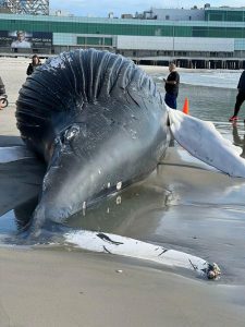 Wind Farms Eyed In Surge Of Dead Whales On NJ, NY Beaches