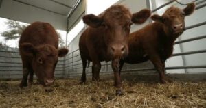 What these red cows from Texas have to do with war and peace in the Middle East - CBS News